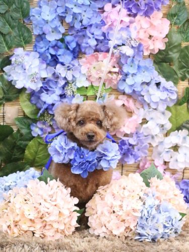 20250622ココアくん